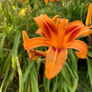 Meet your Posher, Halle